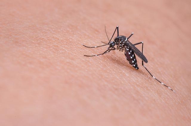 domowe sposoby na ugryzienie komara
